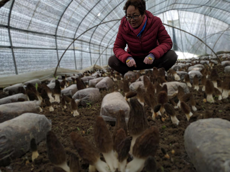 岷县福才食用菌栽培专业合作社种植羊肚菌喜获丰收