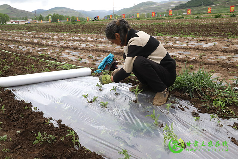 全省土肥水技术培训暨项目验收会在岷县召开