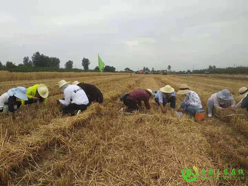 全省“三夏”农机化生产暨小麦机收减损现场会在宁县召开