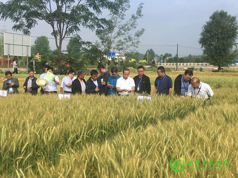 全省冬小麦新品种观摩暨良种联合攻关座谈会在徽县召开