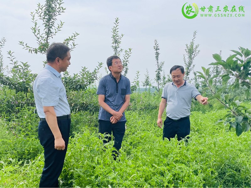 省经作站站长李向东一行调研督导麦积区苹果绿色高质高效建设工作