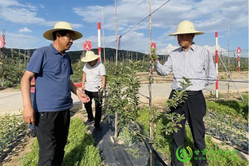 省经作站站长李向东一行调研指导静宁县苹果重茬建园和矮砧密植项目实施工作