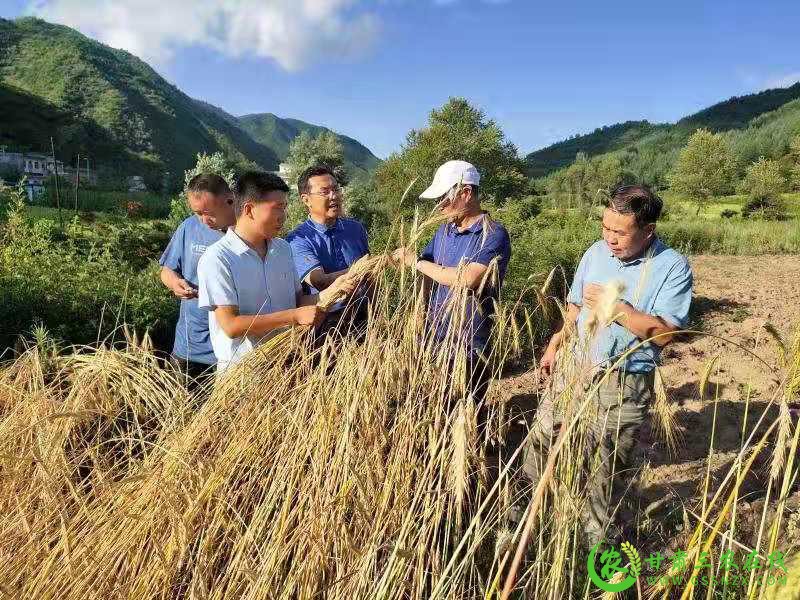 省农业农村厅省农科院督察组调研甘谷县农作物种质资源普查与征集工作