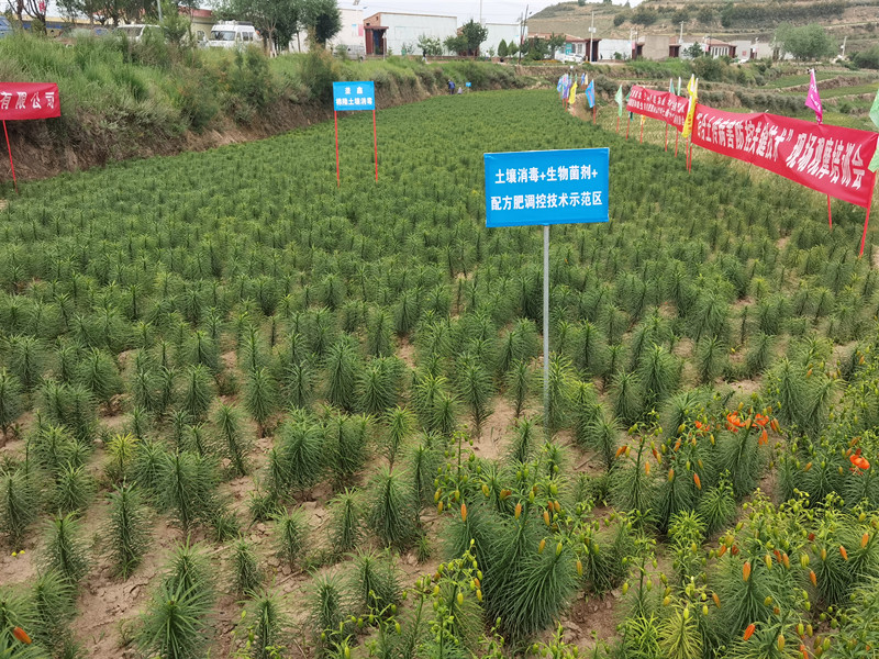 甘肃食用百合土传病害防控关键技术现场观摩培训会在永靖县召开