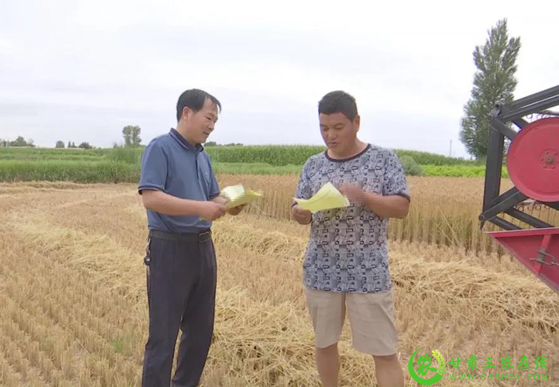 金塔县：麦浪遍地黄 夏粮丰收忙