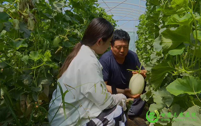 瓜州：“甜蜜产业”助推乡村振兴加速跑