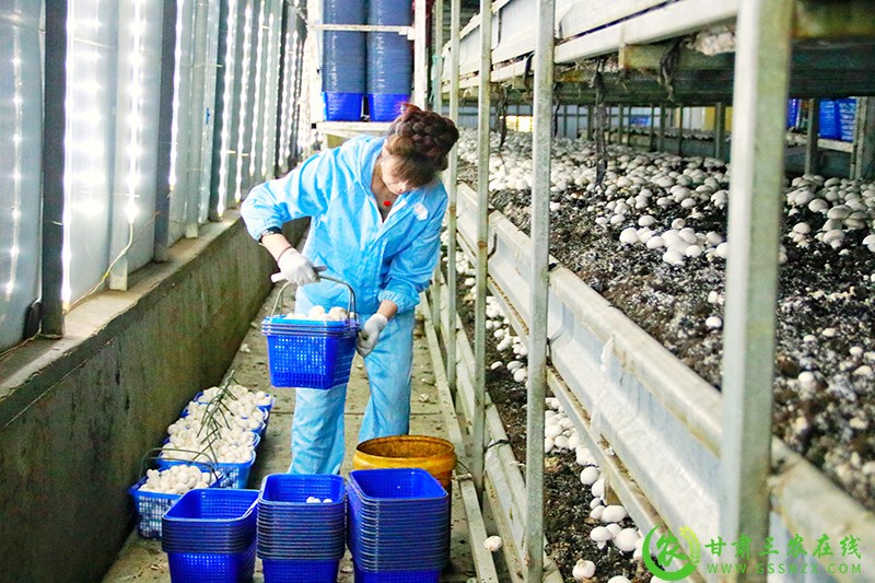 临泽县开启现代丝路寒旱农业优势特色产业新征程