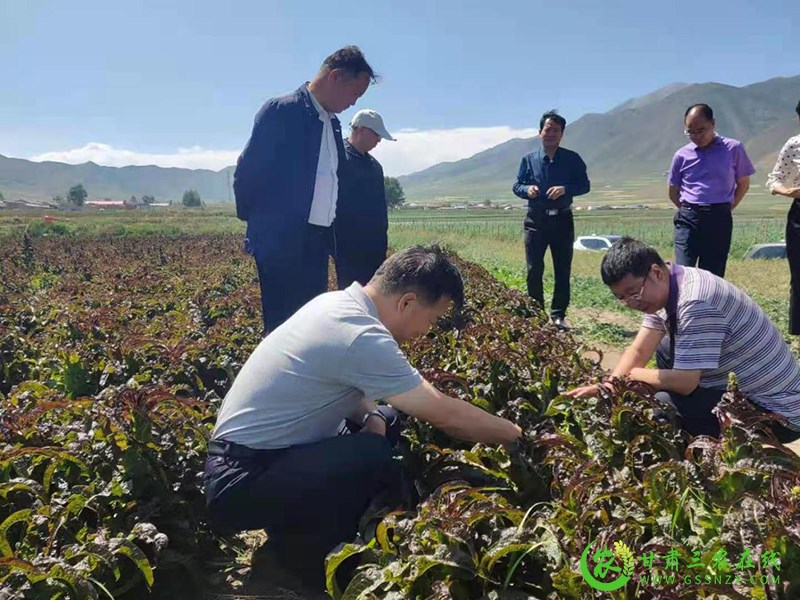 天祝县10万亩绿色食品（蔬菜）标准化生产基地顺利通过省市专家组验收