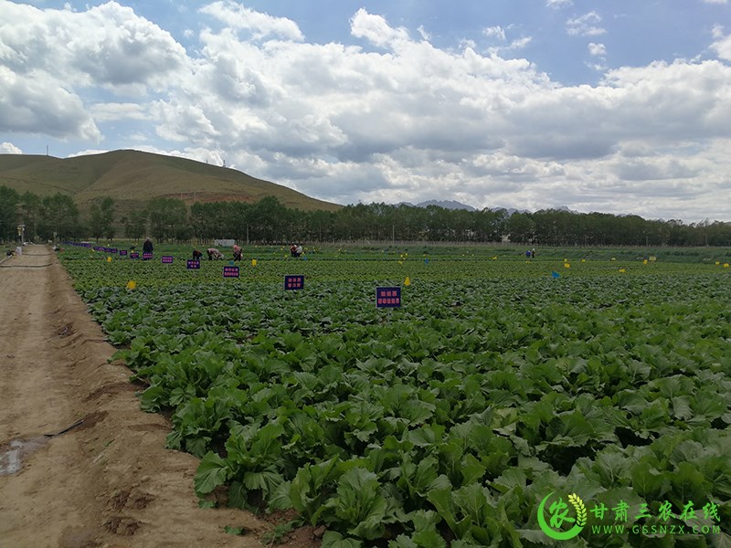 天祝县10万亩绿色食品（蔬菜）标准化生产基地顺利通过省市专家组验收