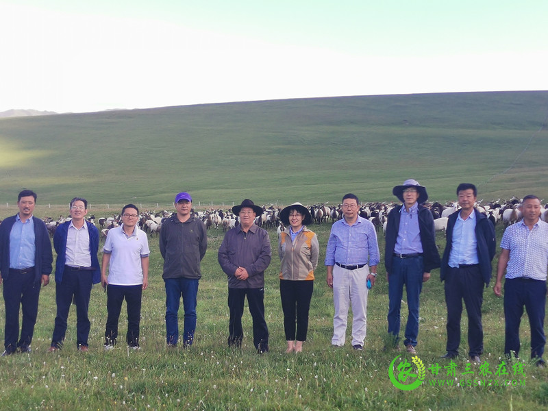夏河甘加羊顺利通过省级地理标志农产品登记现场核查和品质鉴评