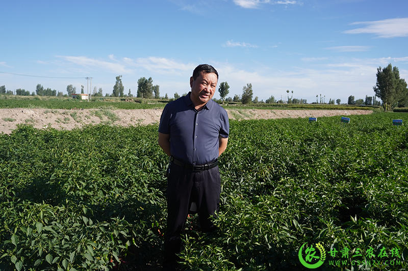 甘肃三农在线采访组在金塔县采访农技推广工作