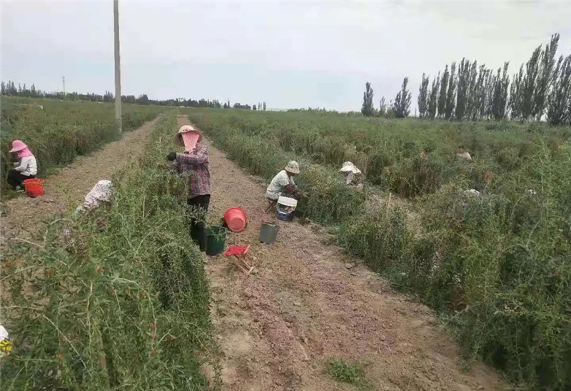 瓜州县：群众采摘正当时