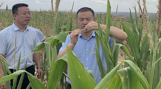 省农业农村厅派出3路专家组指导各地开展抗旱减灾保丰收工作