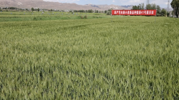高产节水春小麦新品种陇春41号观摩会在河西灌区成功举办