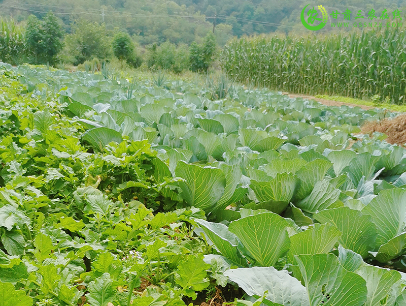 合水县多举并措治违禁控药残 确保源头农产品质量安全