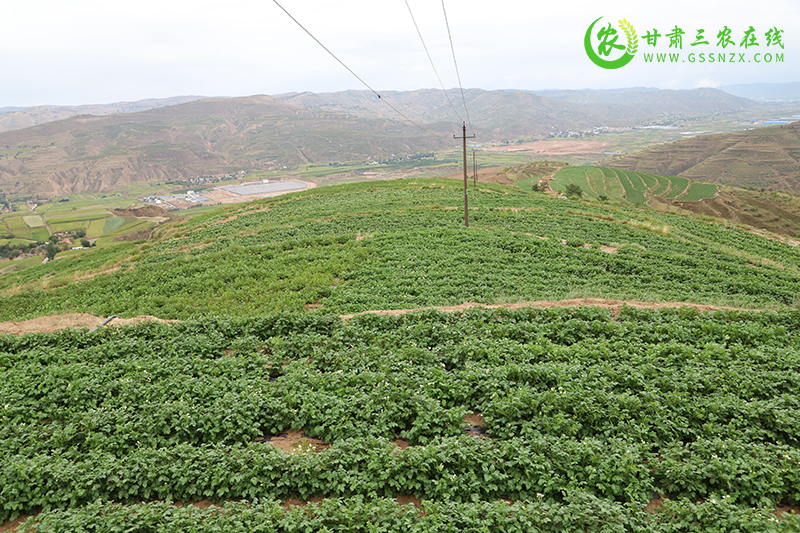 安定区建立工作进展调度制度确保旱作节水农业技术推广项目稳步推进