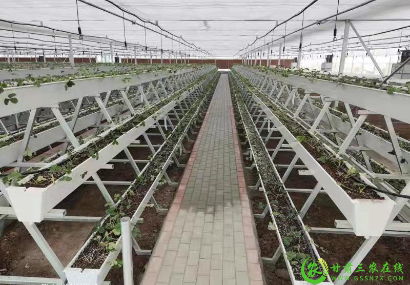 甘谷县加快现代农业示范园改建 推动蔬菜产业高质量发展