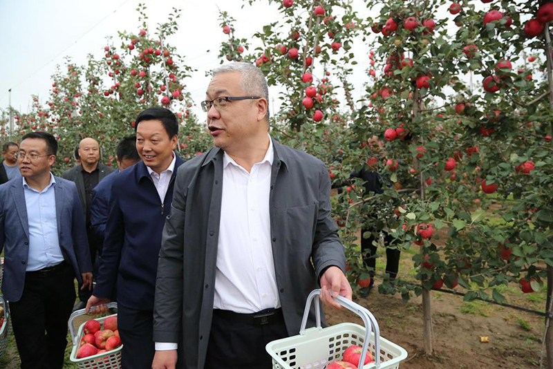 庆阳市举行庆祝2021年“中国农民丰收节”大会暨庆阳苹果开园采摘仪式