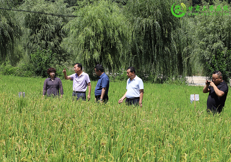 徽县加强指导服务农民落实好各项旱作节水技术措施