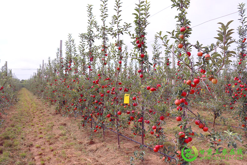 宁县加强苹果旱作节水农业推广补助政策宣传提升农业发展能力