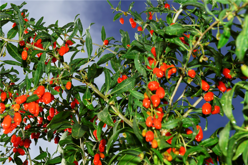 瓜州：栽下红枸杞 喜获丰收果