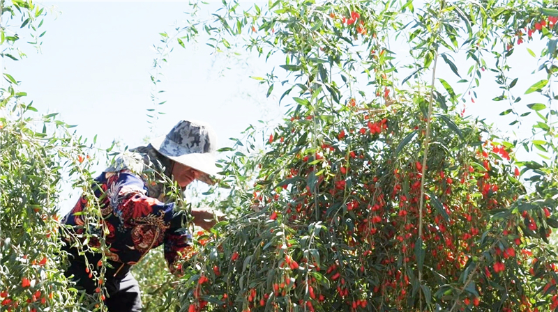 瓜州：栽下红枸杞 喜获丰收果