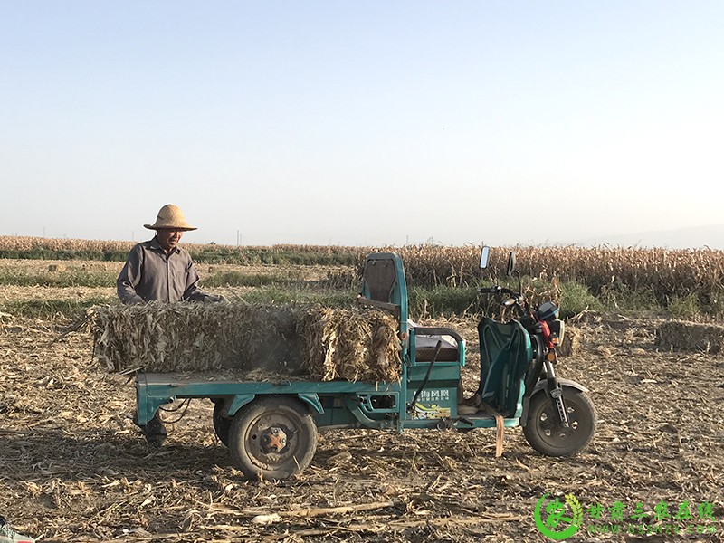 甘肃三农在线聚焦凉州区农作物秸秆综合利用试点项目开展情况