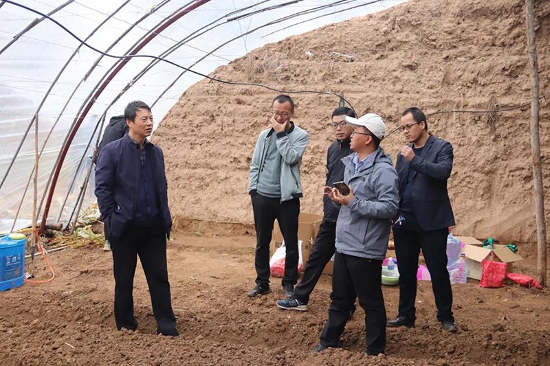 靖远县农技中心开展羊肚菌人工栽培技术试验研究
