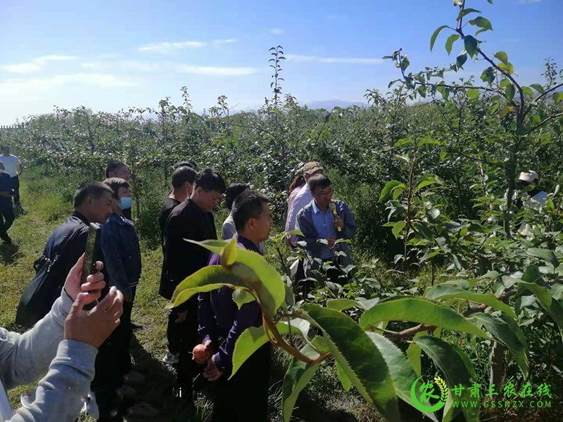 敦煌市农技中心组织外出考察学习梨产业发展
