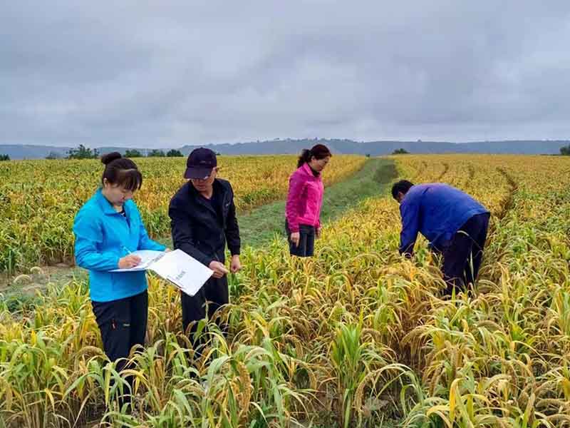 环县农技中心组织对2021年小杂粮示范基地进行测产
