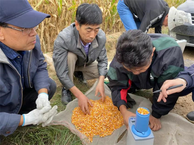 省农技总站分区域分组开展玉米生产调查和测产工作
