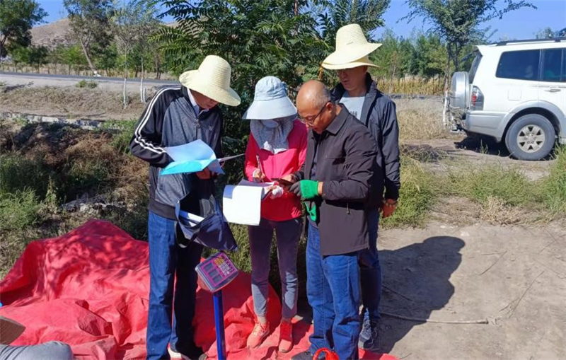 省农技总站分区域分组开展玉米生产调查和测产工作