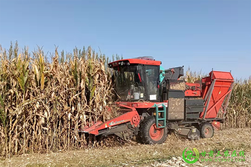 省农业技术推广总站对酒泉市玉米进行生产调查与测产