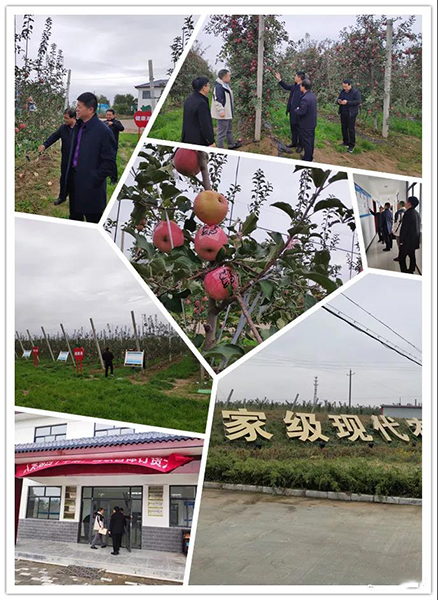 甘肃宁县苹果（人类第四个苹果牌）通过“中国一乡一品”产品现场评价