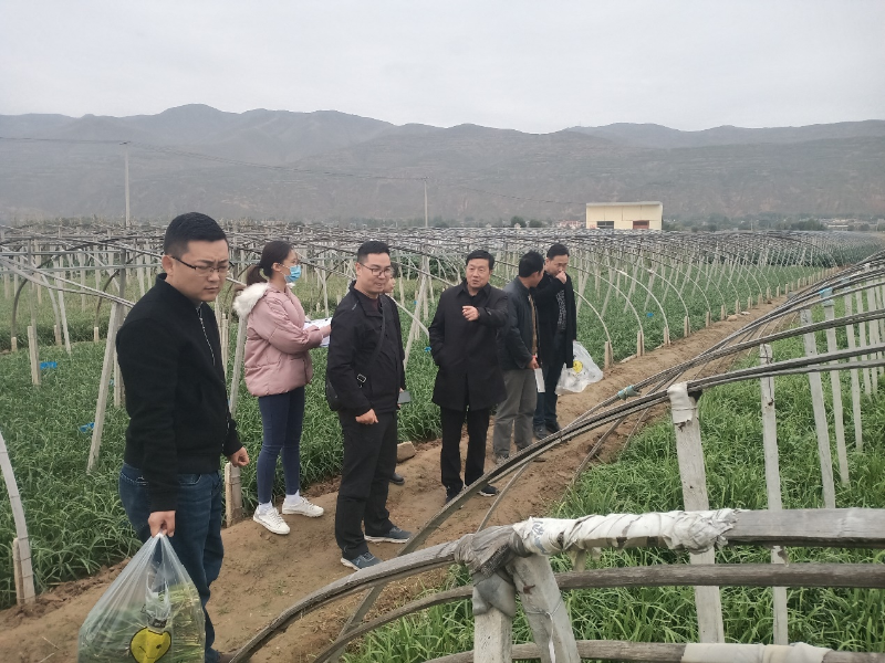 农业农村部在武山县进行韭菜专项监测抽样工作