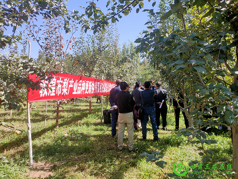 敦煌市农技中心组织外出考察学习梨产业发展