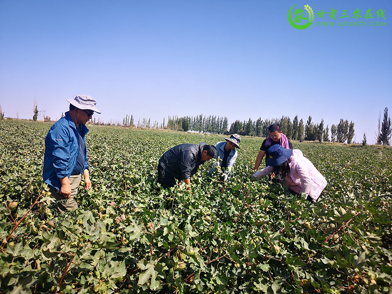 敦煌市农技中心积极开展棉花试验测产工作