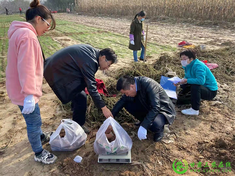 正宁县农技中心圆满完成2021年红薯品比试验