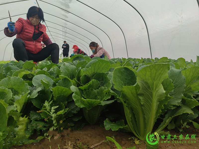 宁县推广秋茬大棚多种叶菜种植探索蔬菜保供新模式