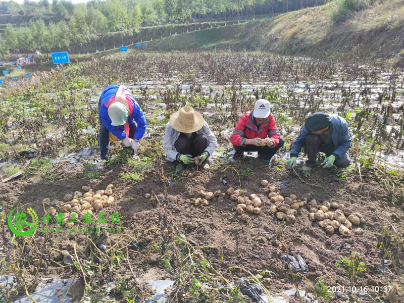 庄浪县农技中心开展绿色种养循环农业试点项目采样工作