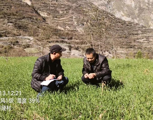 武都区农技中心深入田间地头开展小麦病虫害监测调查