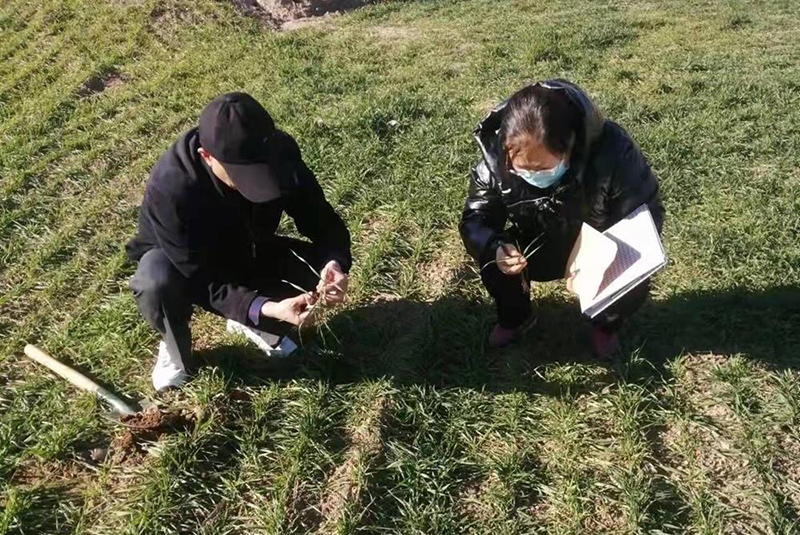 环县农技中心积极开展小麦秋苗病虫调查工作