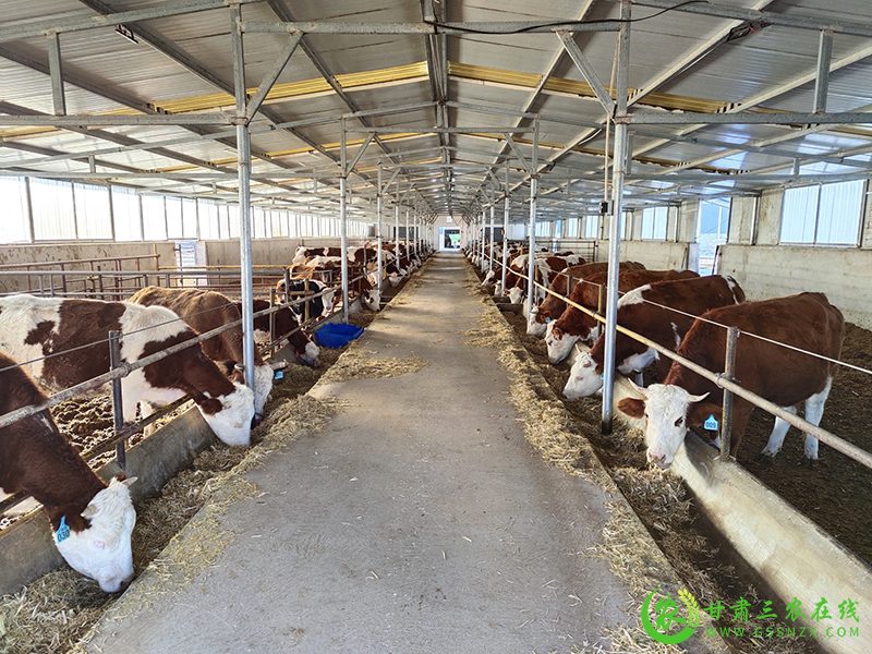 瓜州：发展肉牛养殖  助力乡村振兴