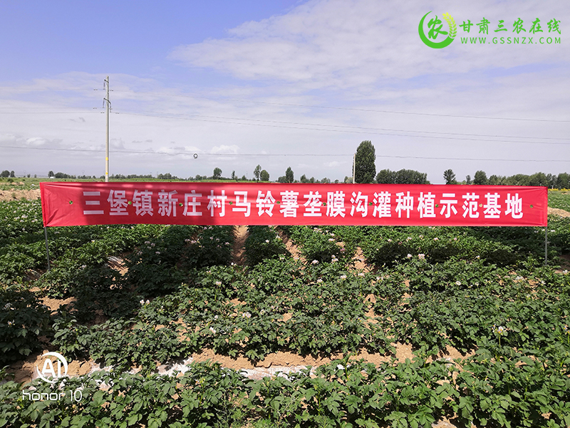 民乐县扎实推进马铃薯绿色高质高效行动​