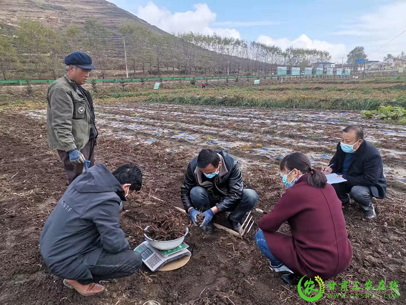 岷县农技中心扎实开展耕地质量提升和化肥减量增效