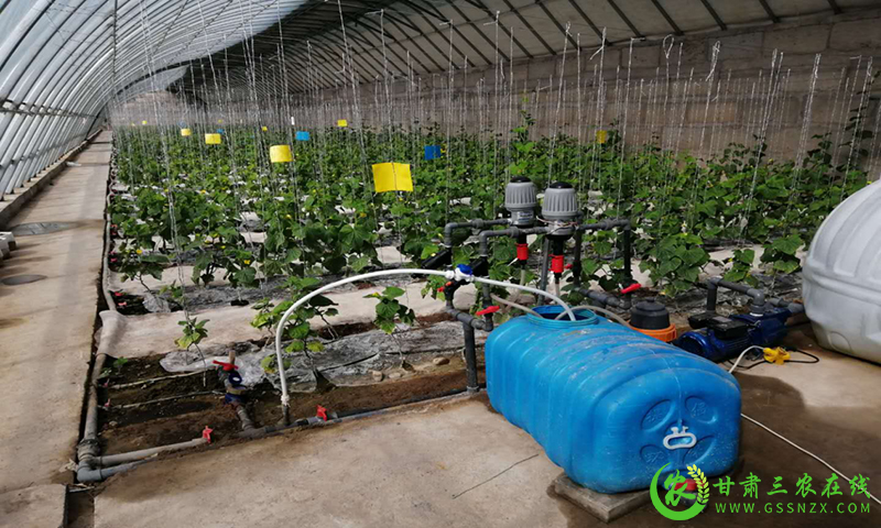 酒泉市农技部门发挥技术引领作用 推动高效节水农业发展