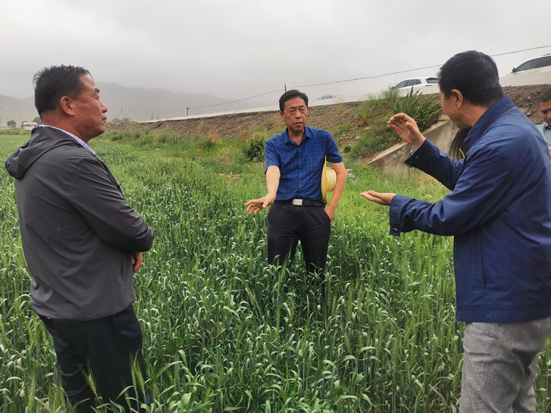 春小麦浅埋滴灌水肥一体化技术试验示范项目简介