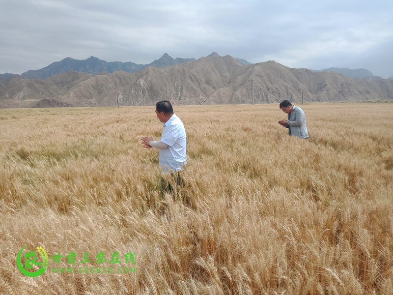 春小麦浅埋滴灌水肥一体化技术试验示范项目简介