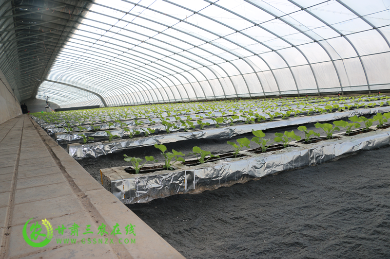 玉门市开展轻简化栽培模式 助力蜜瓜产业提质增效