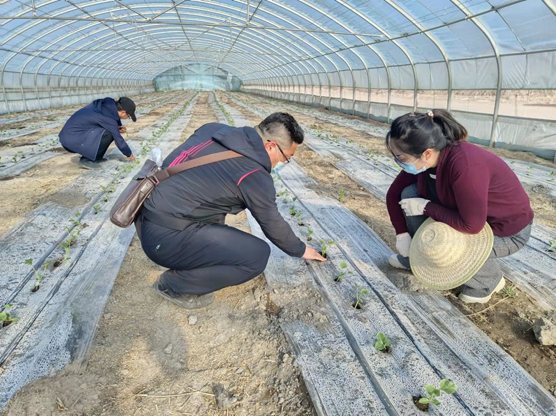 瓜州县深化“院地”合作 促进蜜瓜产业振兴